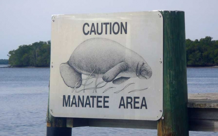 In front of a body of water, a sign reads "Caution Manatee Area" and has a picture of a manatee. 